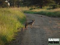 Svartryggad schakal. (Serengeti National Park, Tanzania)