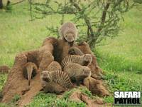 Zebramanguster. (Seronera i centrala Serengeti National Park, Tanzania)