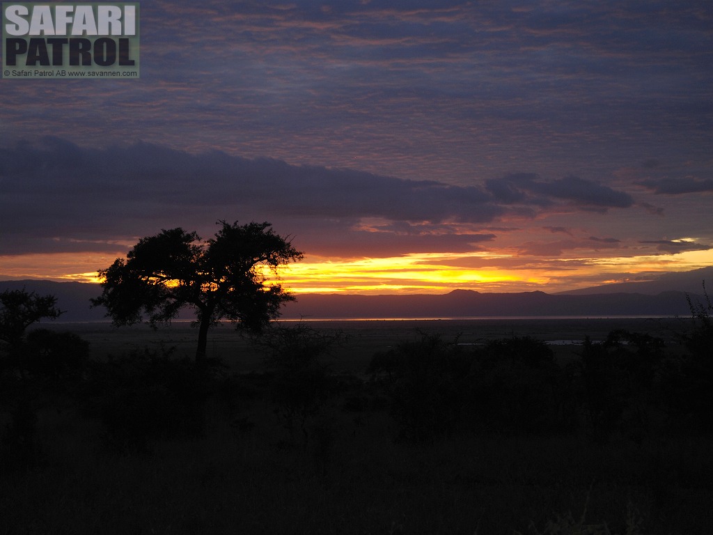 Solnedgng. (Tarangire National Park, Tanzania)