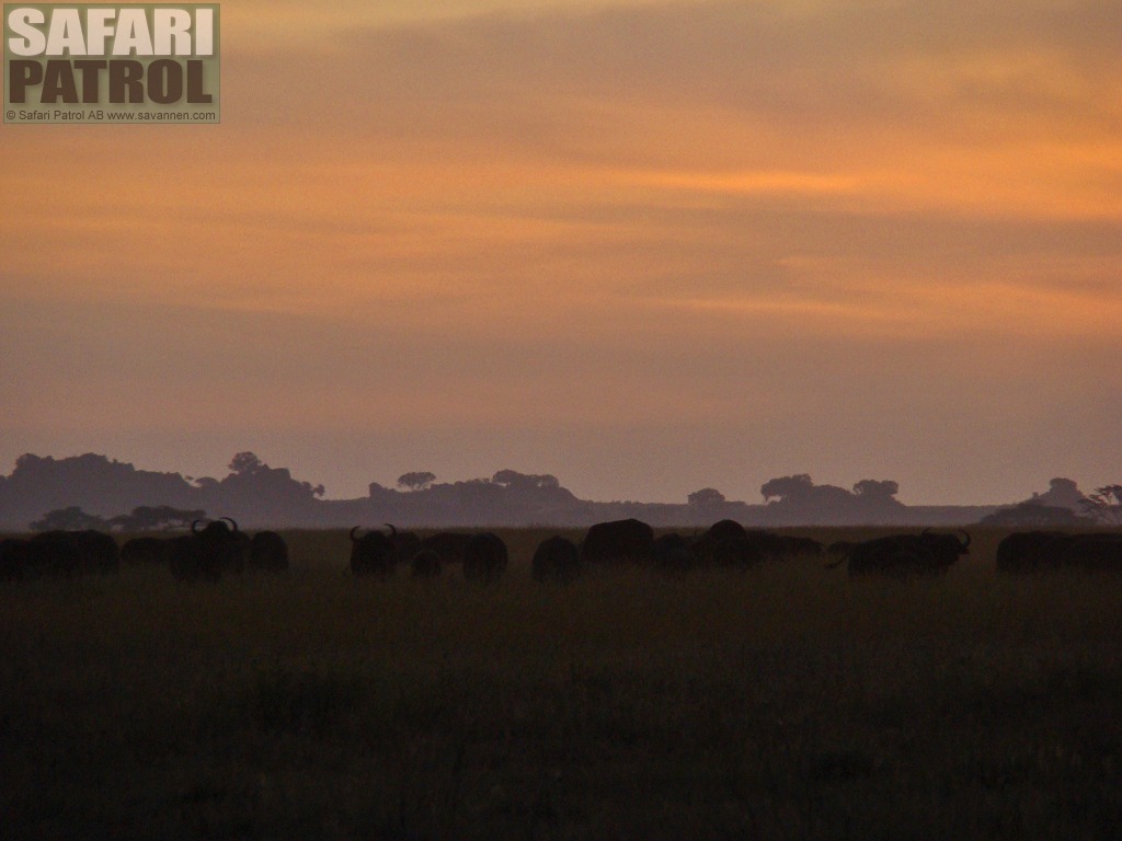 Afrikanska bufflar i soluppgngen. (Maasai Kopjes i Serengeti National Park, Tanzania)