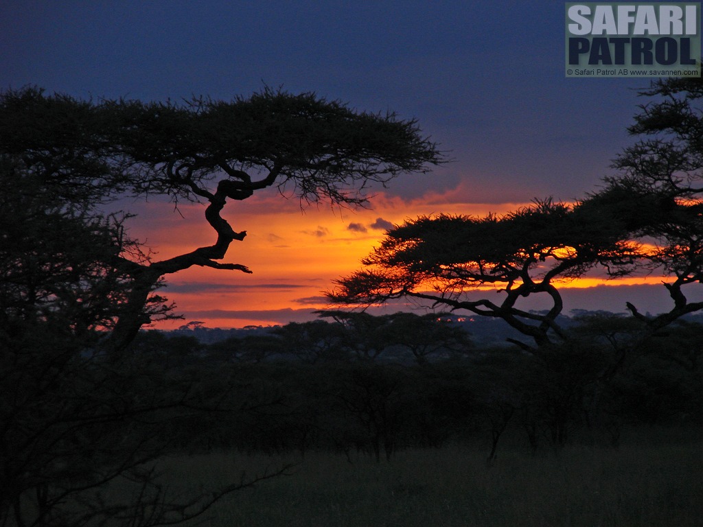 Soluppgng. (Seronera i Serengeti National Park, Tanzania)