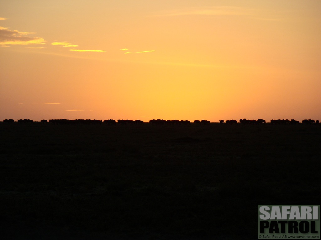 Gnuer. (Moru Kopjes i Serengeti National Park, Tanzania)