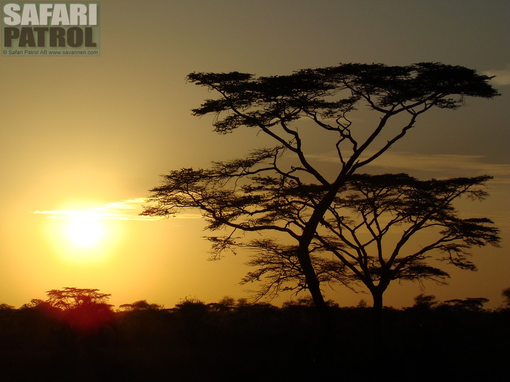 Akacia. (Seronera i Serengeti National Park, Tanzania)