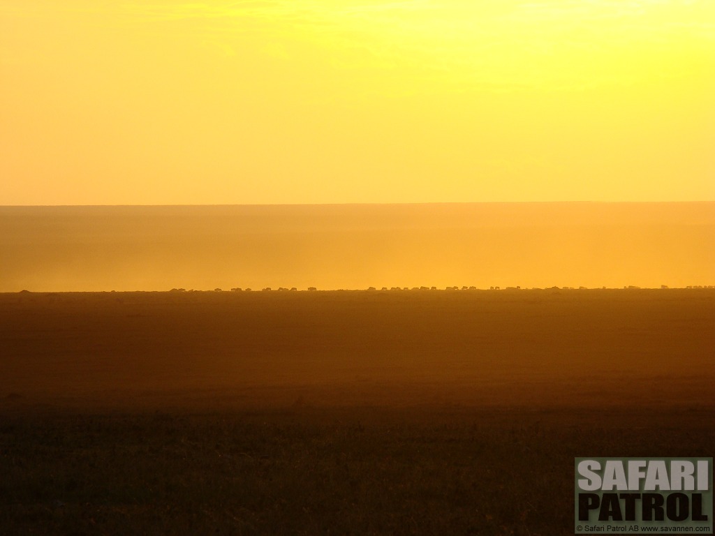 Soluppgng. (Moru Kopjes i sdra Serengeti National Park, Tanzania)