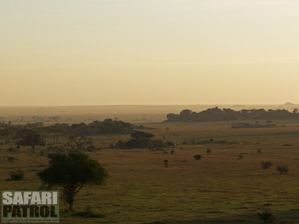 Moru Kopjes. (Serengeti National Park, Tanzania)