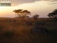 Zebror i solnedgngen. (Seronera i Serengeti National Park, Tanzania)