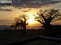 Baobabtrd i solnedgngen. (Tarangire National Park, Tanzania)