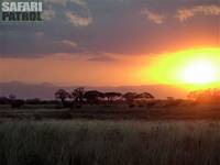 Elefanter. (Tarangire National Park, Tanzania)