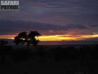 Solnedgng. (Tarangire National Park, Tanzania)