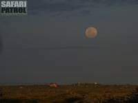 Fullmne. (Seronera i centrala Serengeti National Park, Tanzania)