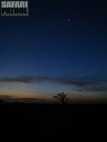 Seronera. (Serengeti National Park, Tanzania)