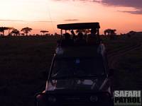 Djurskdning i soluppgngen. (Moru Kopjes i Serengeti National Park, Tanzania)