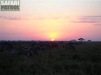 Zebror i soluppgngen. (Tarangire National Park, Tanzania)