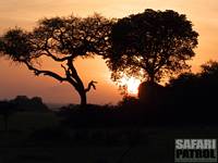 Moru Kopjes. (Sdra Serengeti National Park, Tanzania)