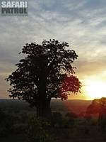 Baobabtrd. (Tarangire National Park, Tanzania)