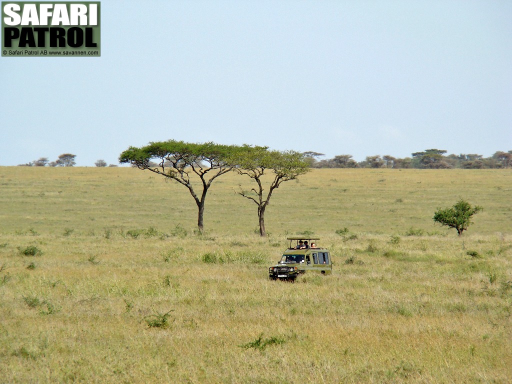 Safarijeep p savannen. (Serengeti National Park, Tanzania)