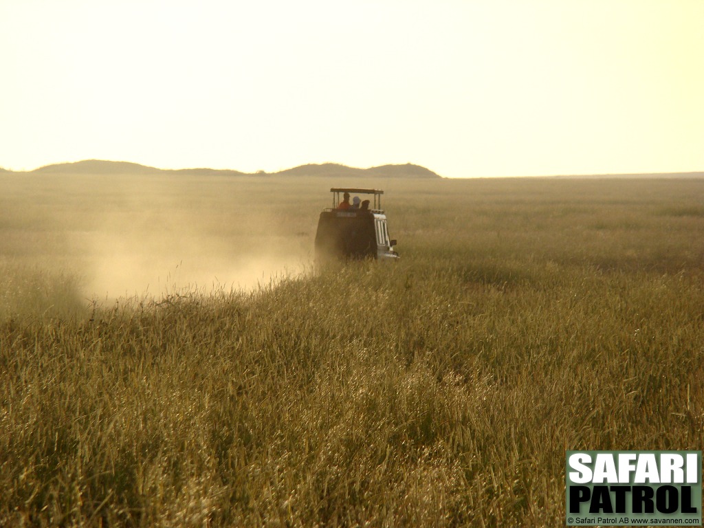 Safarijeep p savannen. (Serengeti National Park, Tanzania)