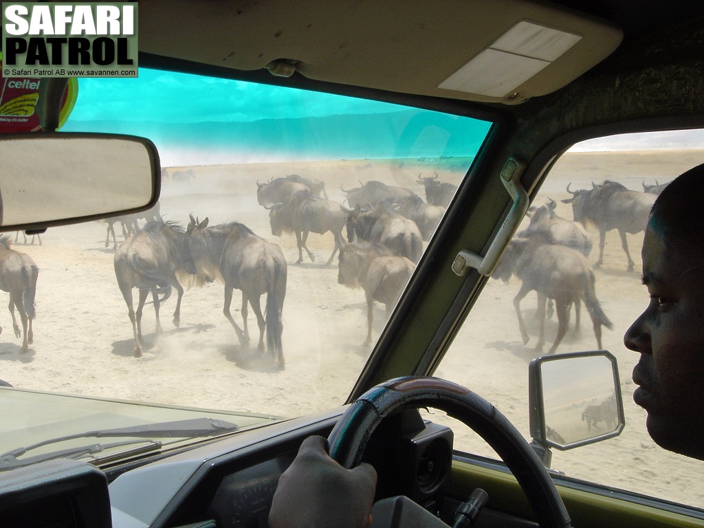 Gnuer utanfr jeepen. (Ngorongorokratern, Tanzania)