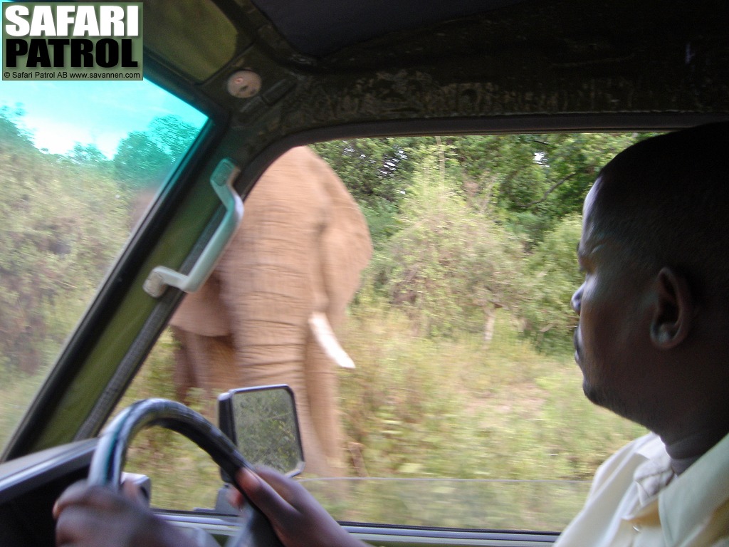 Elefant utanfr jeepen. (Lake Manyara National Park, Tanzania)