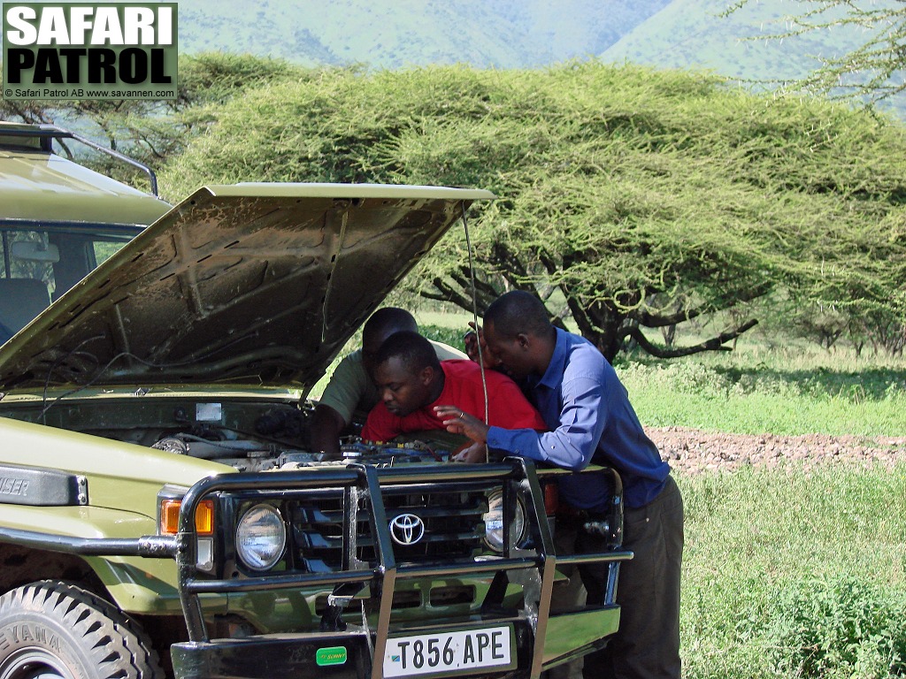 Motorkrngel i bushen. (Ngorongoro Conservation Area, Tanzania)