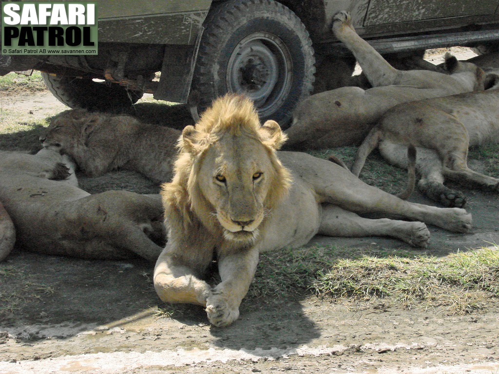 Lejonflock sker skugga bakom en safarijeep. (Ngorongorokratern, Tanzania)