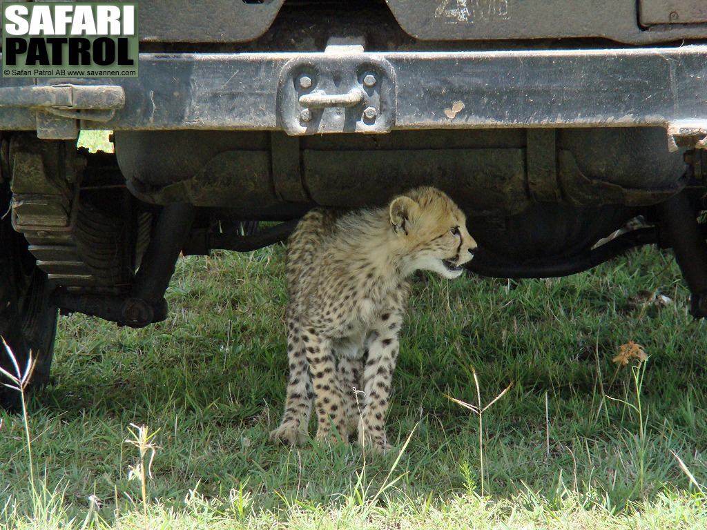 Gepardunge under jeepen. (Masai Mara National Reserve, Kenya)