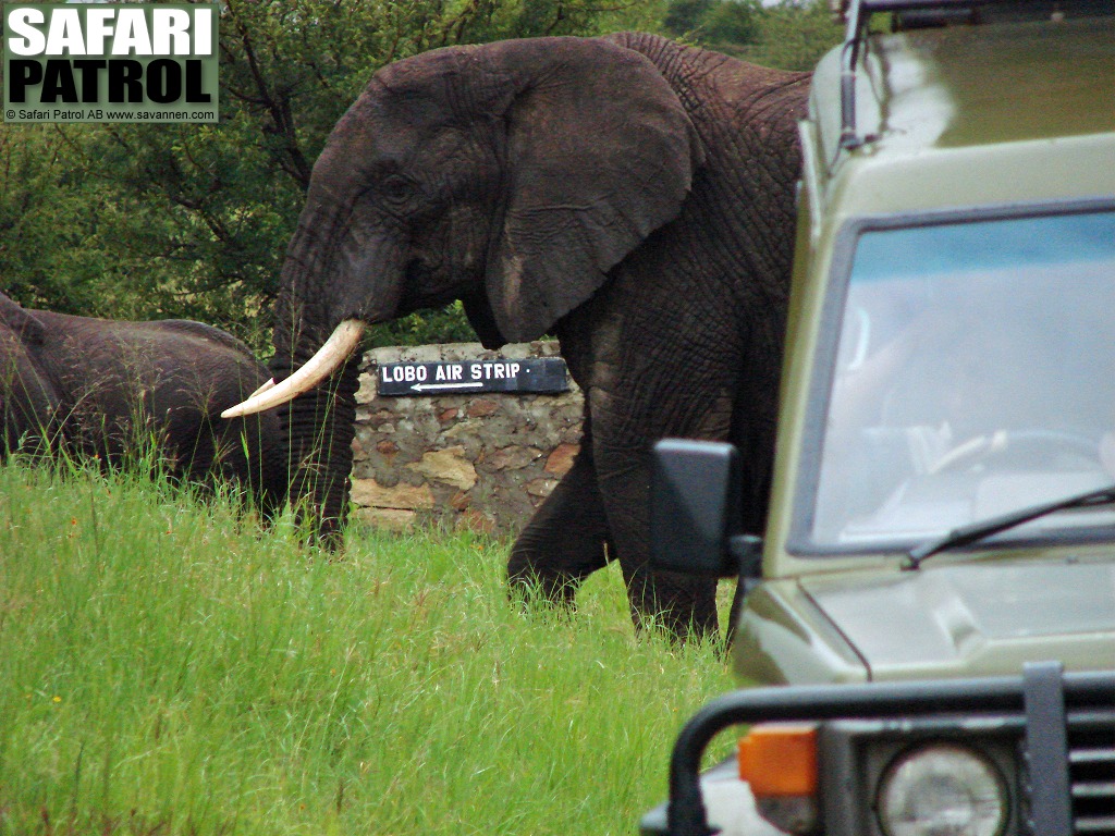 Elefanter bakom jeepen. (Lobo i norra Serengeti National Park, Tanzania)