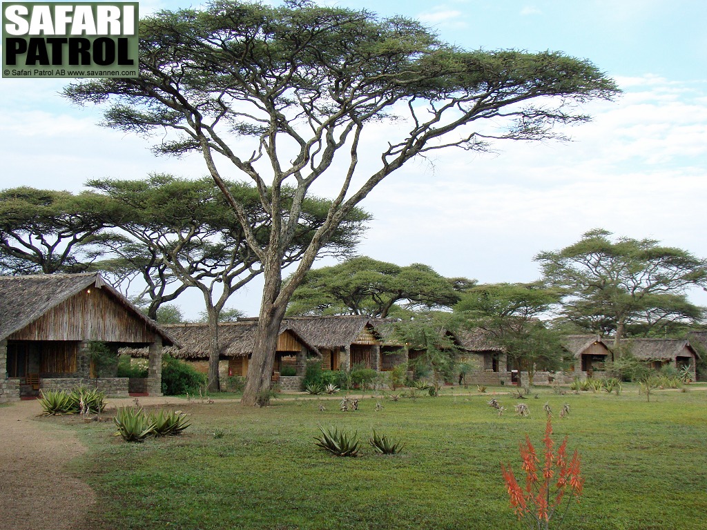 Ndutu Safari Lodge. (Vstra Ngorongoro Conservation Area, Tanzania)