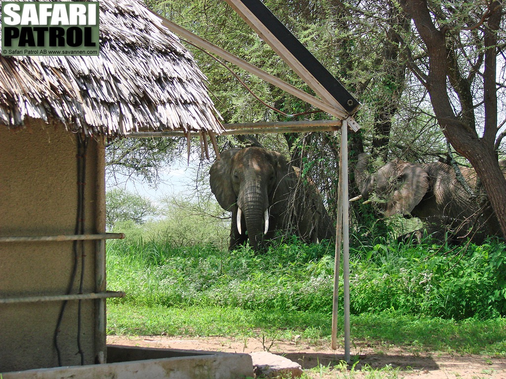 Elefanter p Tarangire Safari Lodge. (Tarangire National Park, Tanzania)