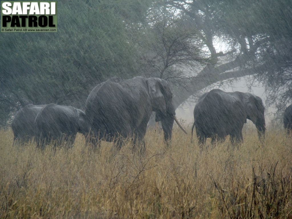 Elefanter i regn. (Tarangire National Park, Tanzania)