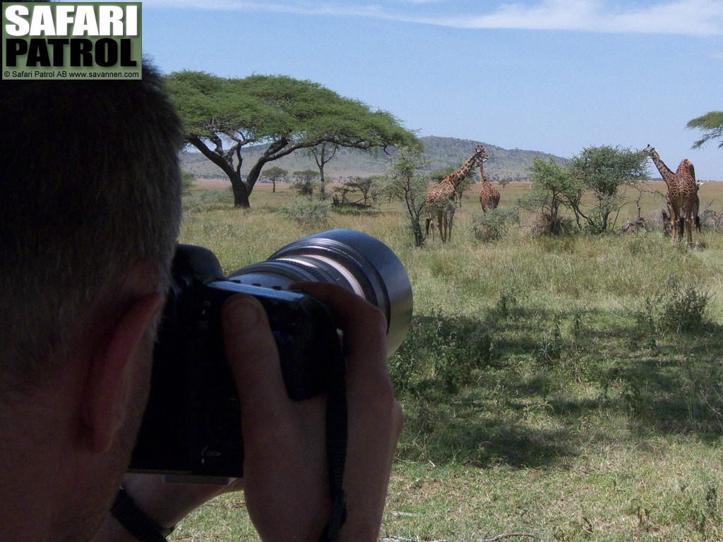 Safariresenr fotograferar giraffer. (Serengeti National Park, Tanzania)
