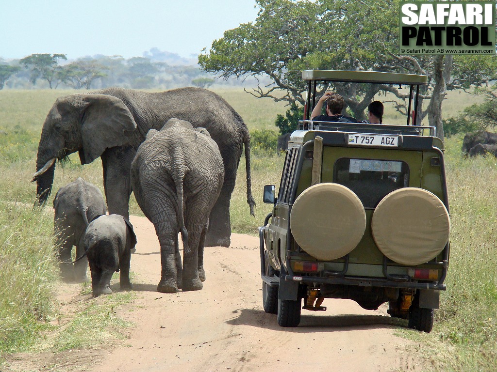 Elefanter framfr jeepen p bushvg. (Serengeti National Park, Tanzania)