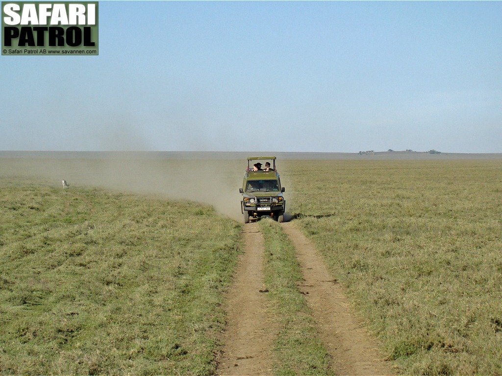 Safarijeep och Grants gasell p savannen. (Serengeti National Park, Tanzania)