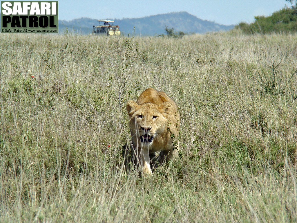 Jagande lejon. (Serengeti National Park, Tanzania)