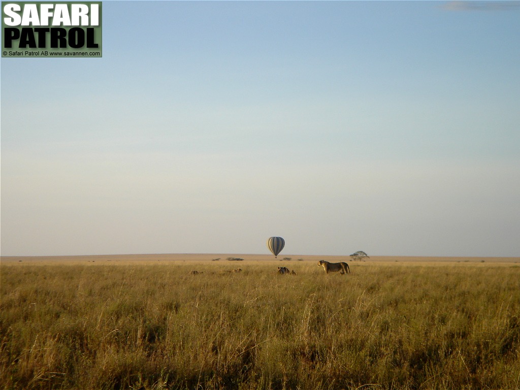 Safariballong och lejon. (Serengeti National Park, Tanzania)