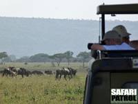 Fotografering av gnuer. (Serengeti National Park, Tanzania)