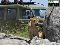 Lejon utanfr safarijeepen. (Serengeti National Park, Tanzania)