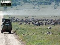 Zebror lngs huvudvgen. (Sdra Serengeti National Park, Tanzania)