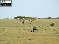 Safarijeep p savannen. (Serengeti National Park, Tanzania)