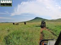 Elefanter och safarijeepar. (Centrala Serengeti National Park, Tanzania)