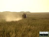 Safarijeep p savannen. (Serengeti National Park, Tanzania)