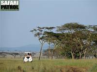 Safarijeep p savannen. (Centrala Serengeti National Park, Tanzania)
