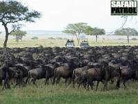Safarijeepar och gnuvandring. (Sdra Serengeti National Park, Tanzania)