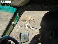 Lejon utanfr jeepen. (Serengeti National Park, Tanzania)