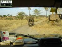 Elefanter p bushvg. (Tarangire National Park, Tanzania)