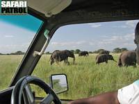 Elefanter utanfr jeepen. (Tarangire National Park, Tanzania)