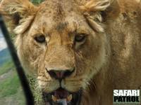 Lejon utanfr jeepen. (Ngorongorokratern, Tanzania)