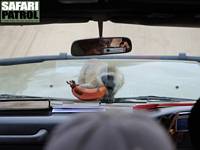 Bus med en markatta. (Lake Manyara National Park, Tanzania)