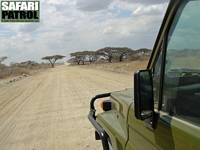 P huvudvgen mot Serengeti National Park. (Ngorongoro Conservation Area, Tanzania)