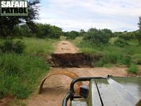 Bortspolad bushvg. (Lobo i norra Serengeti National Park, Tanzania)